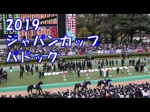 2019 Japanese Horse Racing 39th Japan Cup GI Paddock Local Video Swarv Richard