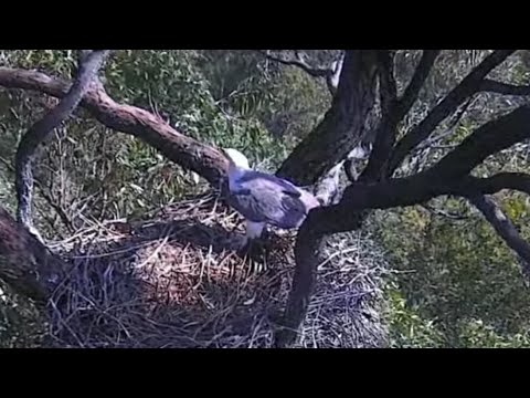 Sea-EagleCAM | Dad bring prey for lunch but currawong disturb him | 26.10.2021