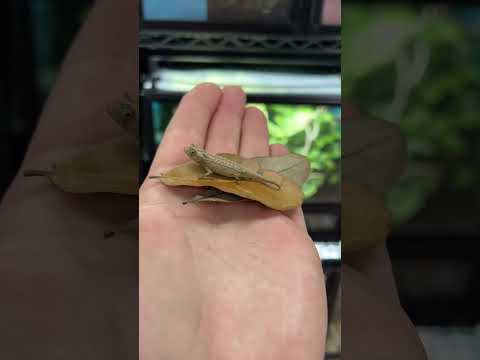 Full grown size of a Thiel’s leaf chameleon!