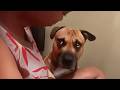 No One Warmed Me About Dogs Attitudes New Funny Dog Videos 2025