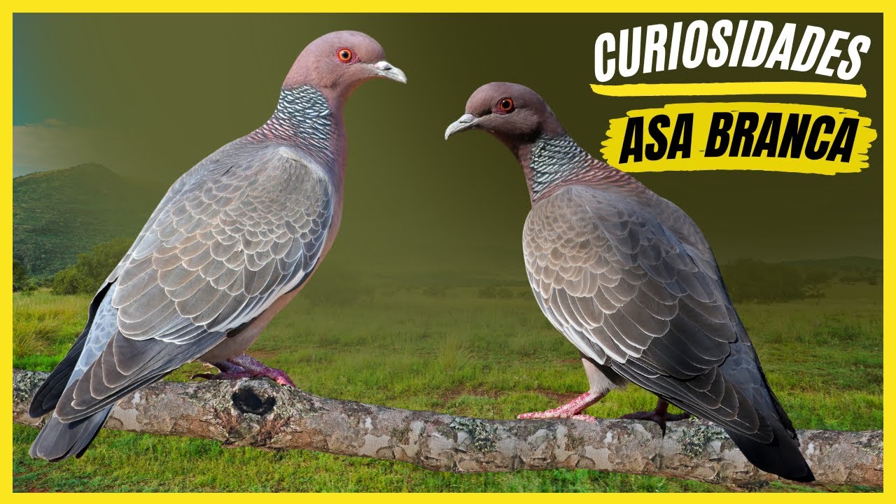 Curiosidades Sobre a "Pomba Asa Branca" Veja os Fatos Interessantes Sobre a Ave