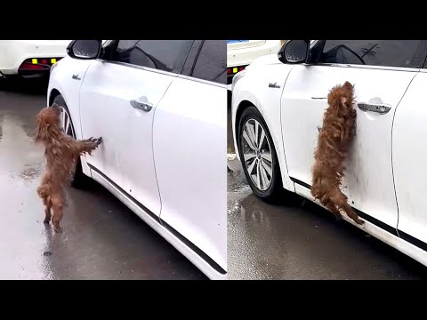 Rescue Dog Video Thumbnail