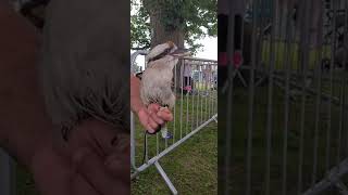 Download lagu #Kookaburra #singing mp3