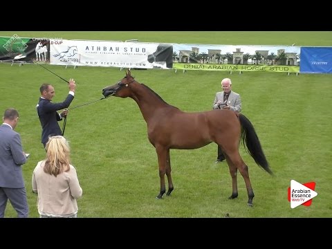 1st - N.18 LOULOU AL NASSER - Chantilly 2016 World Cup - Yearling Fillies (Class 1B)
