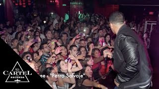 DADDY YANKEE - PERRO SALVAJE  "DY PRESTIGE" (Audio Oficial)