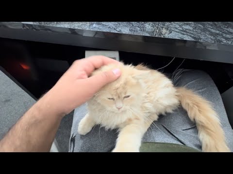 Noshi ko mujhse dheer sara pyaar chaiye