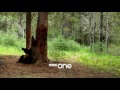 Hilarious bear DANCING set to leave viewers in hysterics - Planet Earth 2 - Entertainment Channel