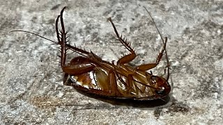 Get Rid of Cockroaches / Roaches & Ants Fast Cheap & Easy