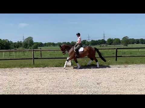 Dressurnachwuchs v. Martinez *2017