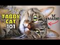 Tabby Cat 101 What To Know Before Adopting One