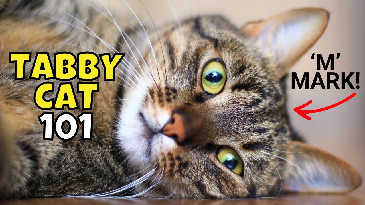 Tabby Cat 101: What to Know Before Adopting One