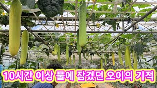 논에서 따는 오이? 10시간이상 물에 잠겼던 오이의 기적