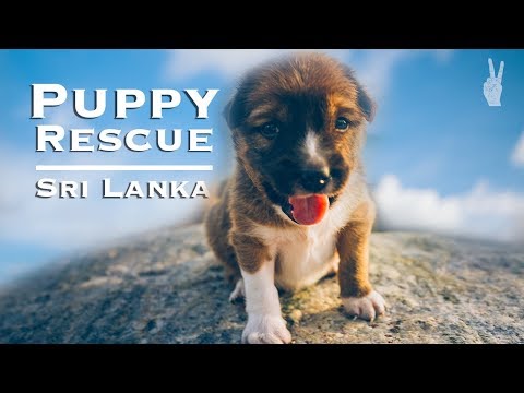在斯里蘭卡的衝浪之都拯救小狗 | 米里薩和加勒旅遊指南 (Saving a Puppy in Sri Lanka's Surf Capital | Mirissa & Galle Travel Guide)