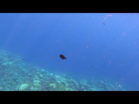 The Drop-off - Flying Fish Cove, Christmas Island, 20 March, 2021