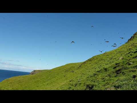 Massive puffin fly past on Shiant Isles, Scotland