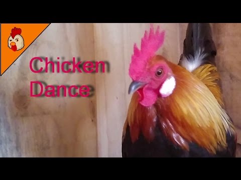 The Rooster and Chicken Party Dance Song - Funky Chicken Dance