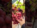 picking red grapes #grape 🍇 #nature #garden #shorts #harvest