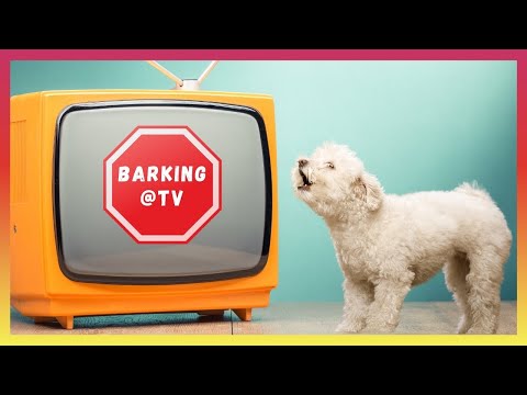 YouTube video about: Why does my dog bark at the tv?
