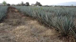 preview picture of video 'Plantios de Agave Azul (agave Tequilana) muy cerca de la Carretera Tequila-Amatitan, Jalisco'