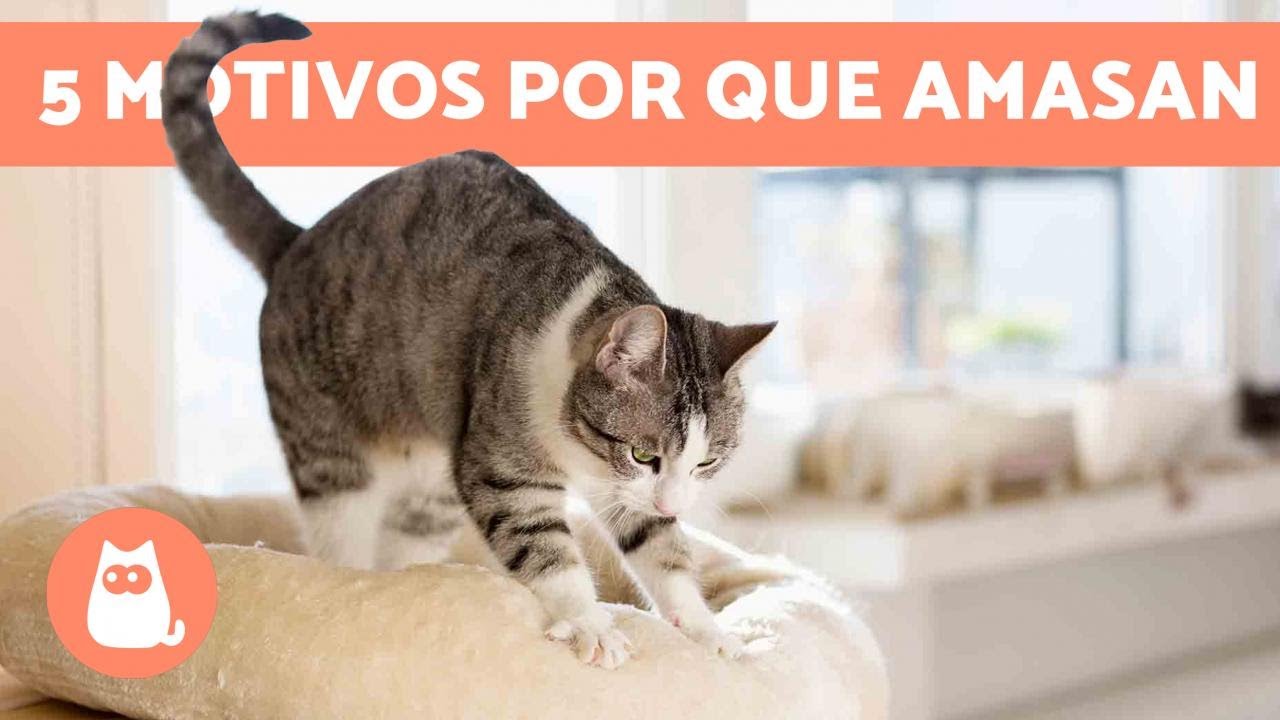 ¿Por qué los GATOS AMASAN 😼 Origen y 5 Significados (Actualizado 2019)