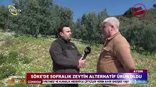 SÖKE'DE SOFRALIK ZEYTİN ALTERNATİF ÜRÜN OLDU