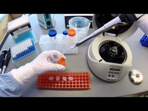 DNA Extraction Protocol - Part 2