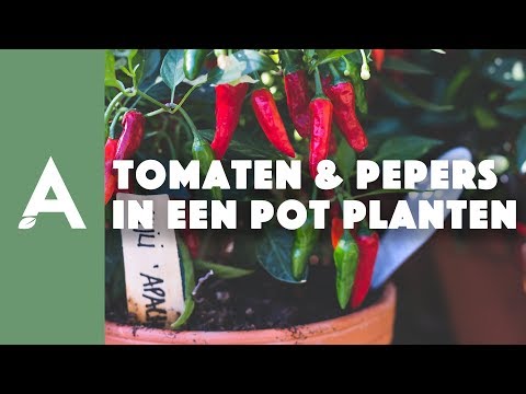 , title : 'Tomaten en pepers in een pot planten - Een groener thuis! #30'