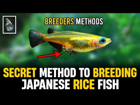 Medaka Fish Breeding Expert Method | Japanese Rice Fish Breeding Guide | Serendib Aquatics