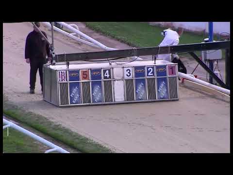 Signet Denver   ARENA RACING COMPANY LAURELS SEMI FINAL