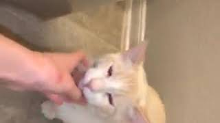 Tiger/Siamese Cats Videos