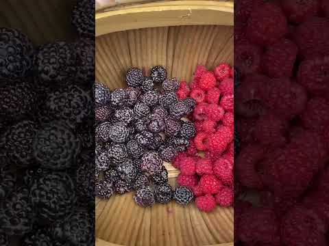 Harvest Time with my son #harvest #harvesting #harvesttime #potatoharvest #raspberries