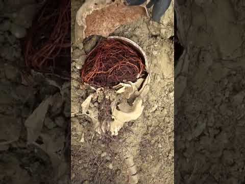 Bones of German soldiers colonized by roots - Dust to dust - Exhumations 1945