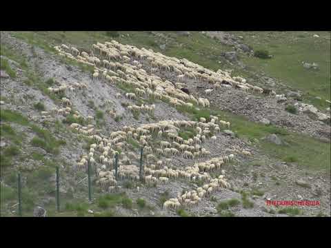 PECORE AL PASCOLO IN ALPEGGIO AL COLLE DELLA MADDALENA IN  VALLE STURA. (CN) SAB. 19 - 7 - 2021.