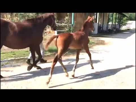 MightyMo Sohn des Morricone 4 SALE