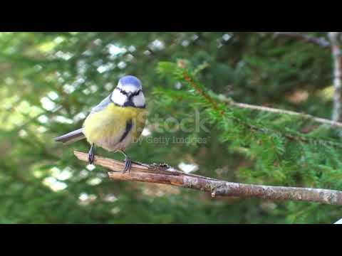 Welcome to Relax Nature Sounds*, Let yourself be guided by nature.