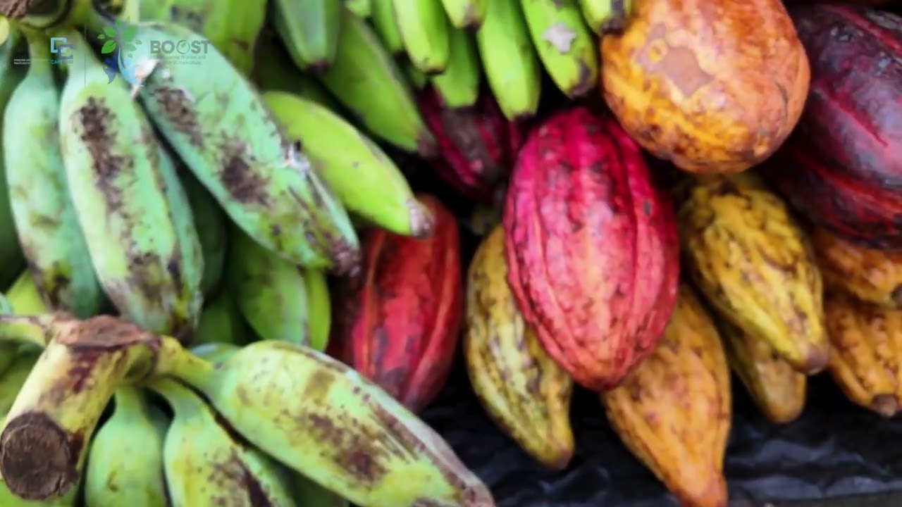 BOOSTING Agriculture in CARICOM | Shard Noel | Agribusiness Owner and Manager | Grenada