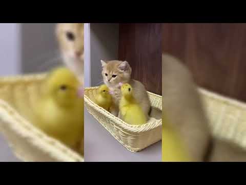 This Cat’s Peaceful World | Somewhere Only We Know 🐱🎶