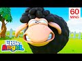 Baa Baa Black Sheep 60 Minutes Of Little Angel Best Animal Videos Kids Nursery Rhymes