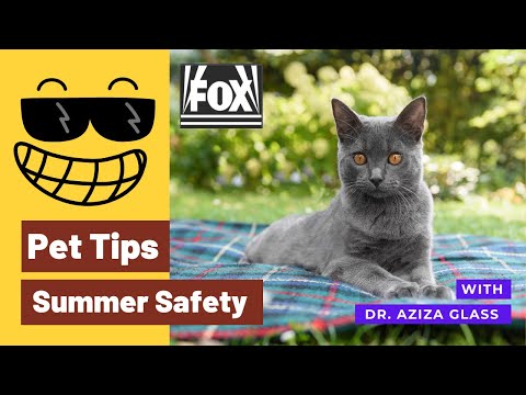 Summer Pet Safety (Fox26)