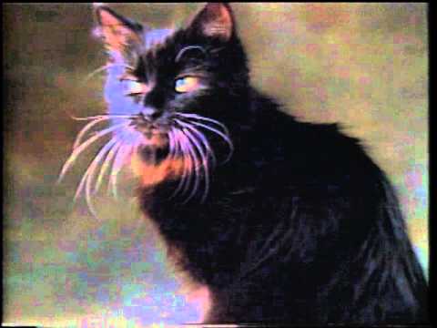 LowesKittyLitter Skunk sm