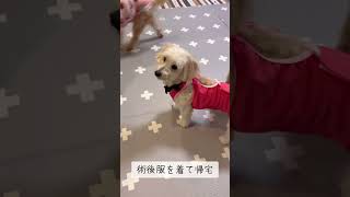 ちくわ退院‼️4泊5日の入院生活‼️