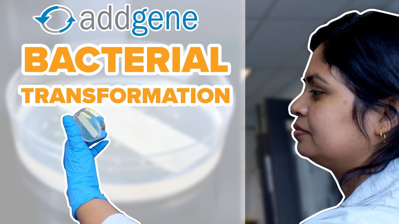 Bacterial Transformations