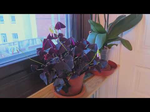 Clover Dance Timelapse