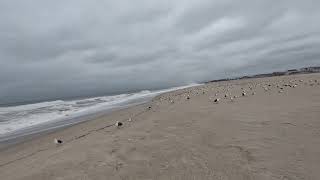 Birds are the new tourists at the New Jersey Shore, as high winds ground all flights (of birds)