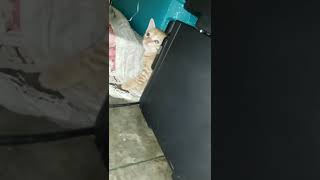 Asian Cats Videos