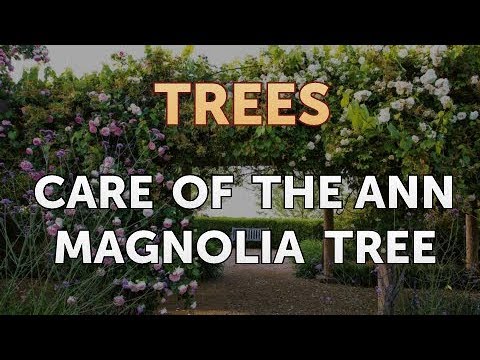 download lagu mp3 mp4 Ann Magnolia Tree Size, download lagu Ann Magnolia Tree Size gratis, unduh video klip Ann Magnolia Tree Size