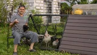 Что делать курицы заклевывают курицу