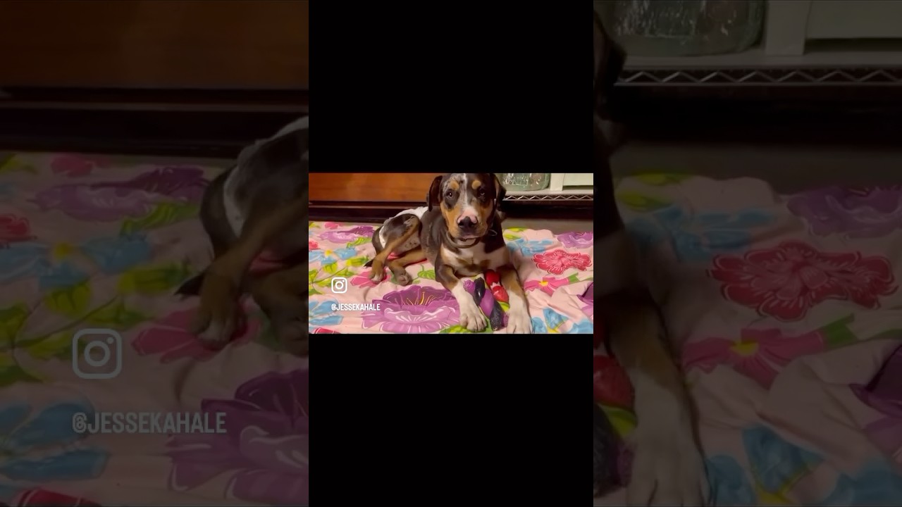 Enlarge Mars, a ADOPTABLE mixed breed in Huntington Beach, CA video 6/6