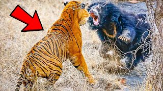 Momentos incríveis de animais que você não vai acreditar que existem!