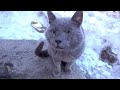 Gray Cat With One Eye He Is Back